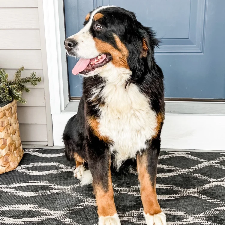 Indie Bernese Mountain Dog Mother