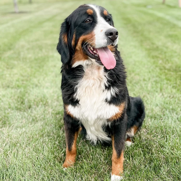 Piper Bernese Mountain Dog Mother