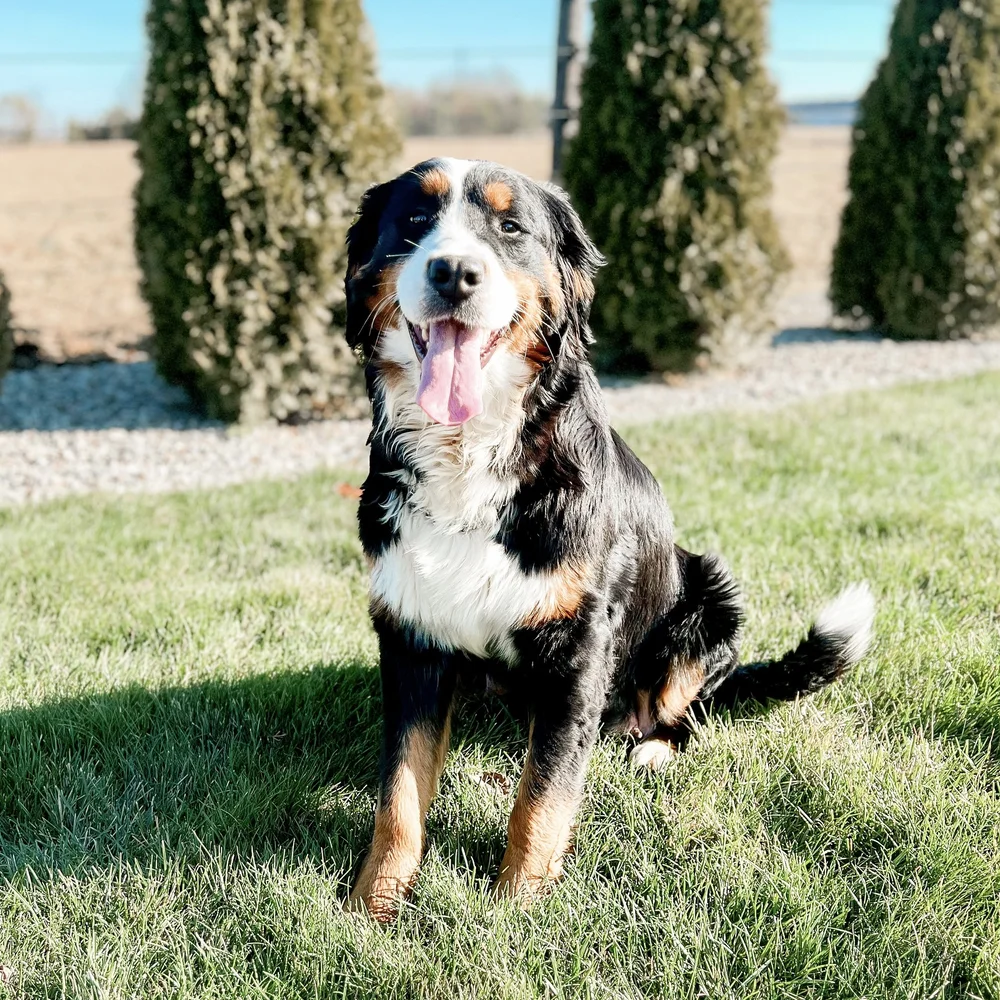Sage Bernese Mountain Dog Mother
