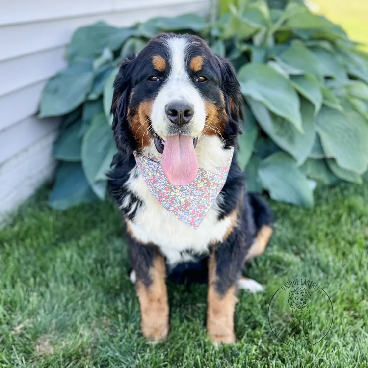 Skye Bernese Mountain Dog Mother